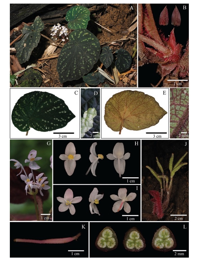 B. erectocarpa